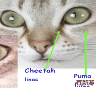 色貓貓視頻站：一個(gè)匯聚多樣化內(nèi)容的平臺(tái)-帶你領(lǐng)略豐富的視覺(jué)體驗(yàn)與創(chuàng)意表達(dá)