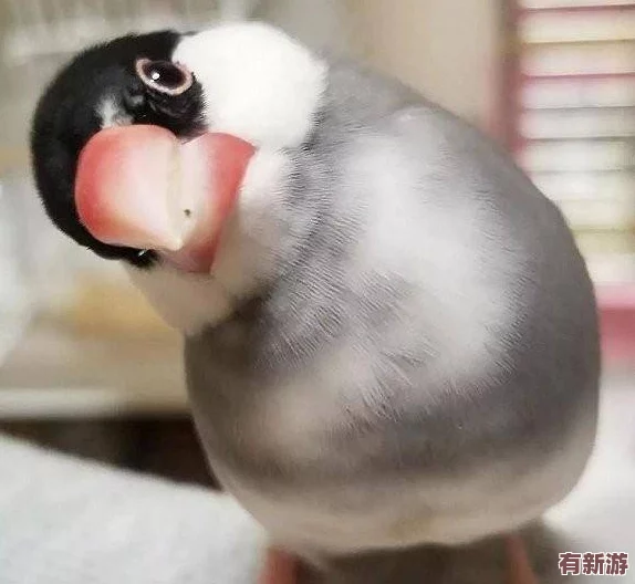 咕啾文鳥戀愛物語：高效進(jìn)階秘籍-新手速通成長與升級全攻略