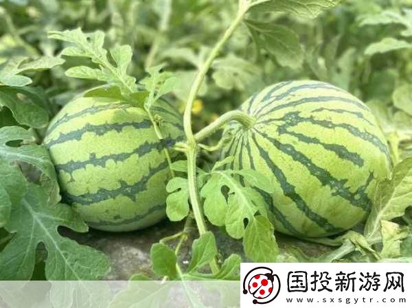 51吃瓜今日熱門大瓜與2021國產(chǎn)站重合：1.-今日吃瓜：2021國產(chǎn)站內(nèi)容大揭秘