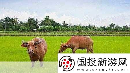 老牛嫩草一二三產物辨別-1.-老牛嫩草：傳統(tǒng)與新生的完美結合