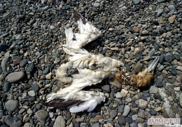 探索寵物石頭的隱秘弱點