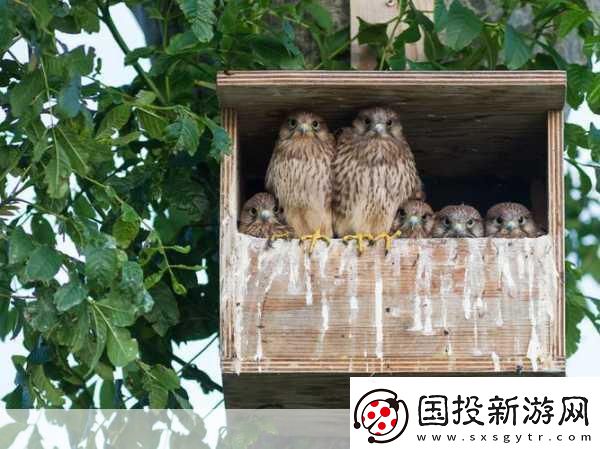 Mama-Hawk翱翔天際-化身鷹媽媽主宰藍(lán)天！
