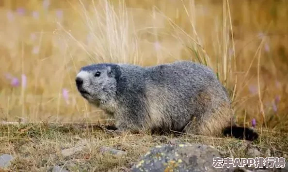 尋找代號(hào)超自然土撥鼠