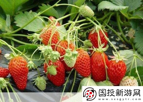 草莓my.1688：當(dāng)然可以！