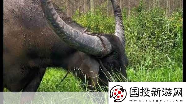 水牛影院：1.水牛影院：沉浸式觀影體驗(yàn)的新時代