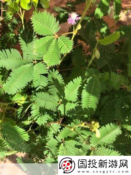 含羞草實(shí)驗(yàn)室隱藏路線