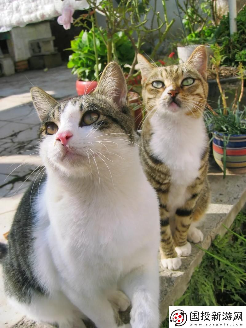 喵星人的錄像機(jī)：揭秘生活美好-還是吐槽大會