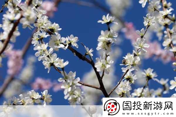 桃花社區(qū)：探索真實人際關系的在線平臺