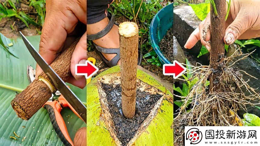 扦插bb有什么好處視頻：讓您了解更多關(guān)于植物繁殖的方法